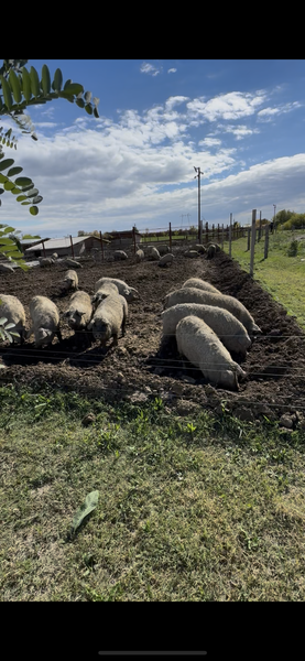 Porci Mangalita blonda cu origine - Caraciun, sarbatori