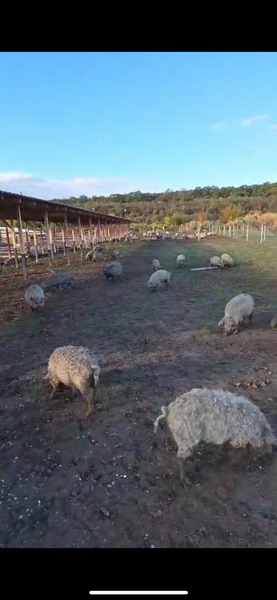 Porci Mangalita blonda cu origine - Caraciun, sarbatori