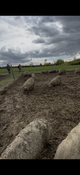 Porci Mangalita blonda cu origine - Caraciun, sarbatori
