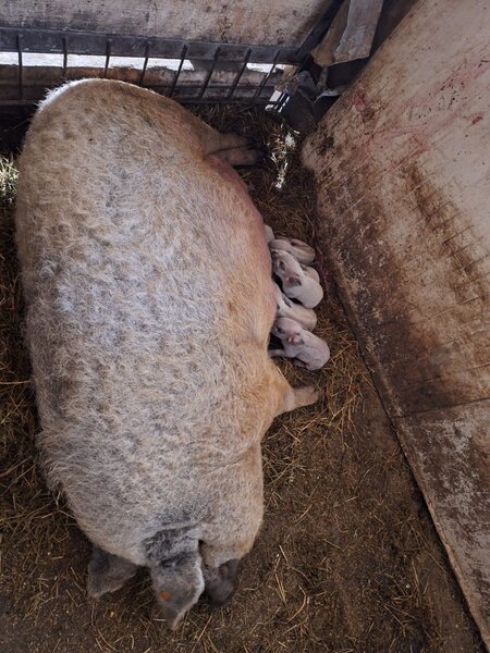 Porci Mangalita blonda cu origine - Caraciun, sarbatori