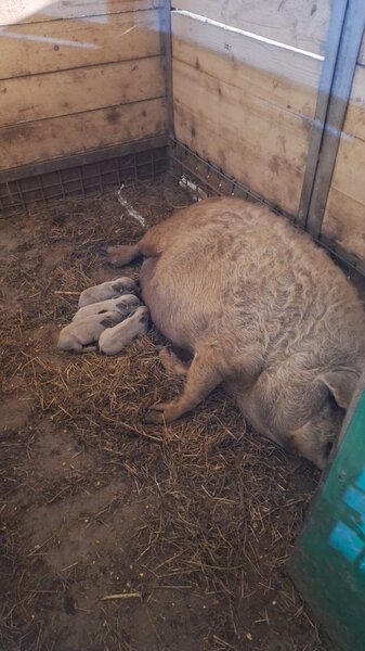 Porci Mangalita blonda cu origine - Caraciun, sarbatori
