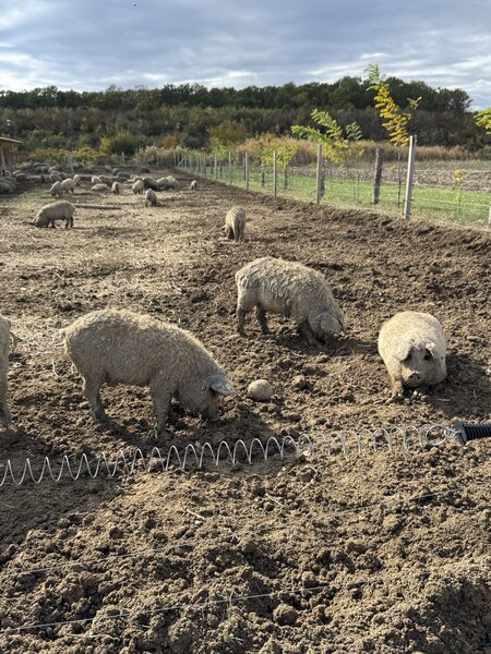 Porci Mangalita blonda cu origine - Caraciun, sarbatori