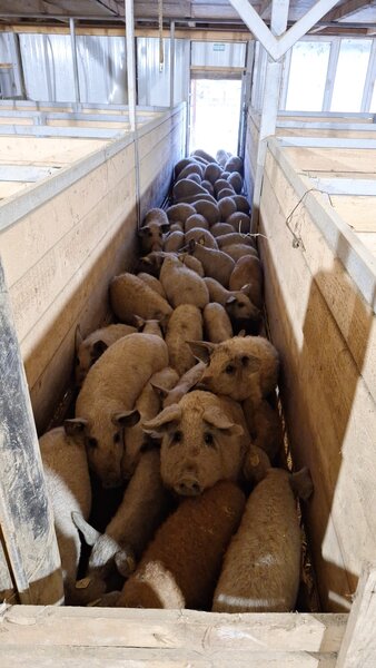 Porci Mangalita blonda cu origine - Caraciun, sarbatori