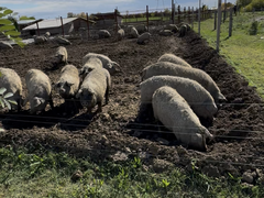 Porci Mangalita blonda cu origine - Caraciun, sarbatori
