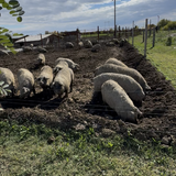 Porci Mangalita blonda cu origine - Caraciun, sarbatori
