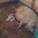Porci Mangalita blonda cu origine - Caraciun, sarbatori